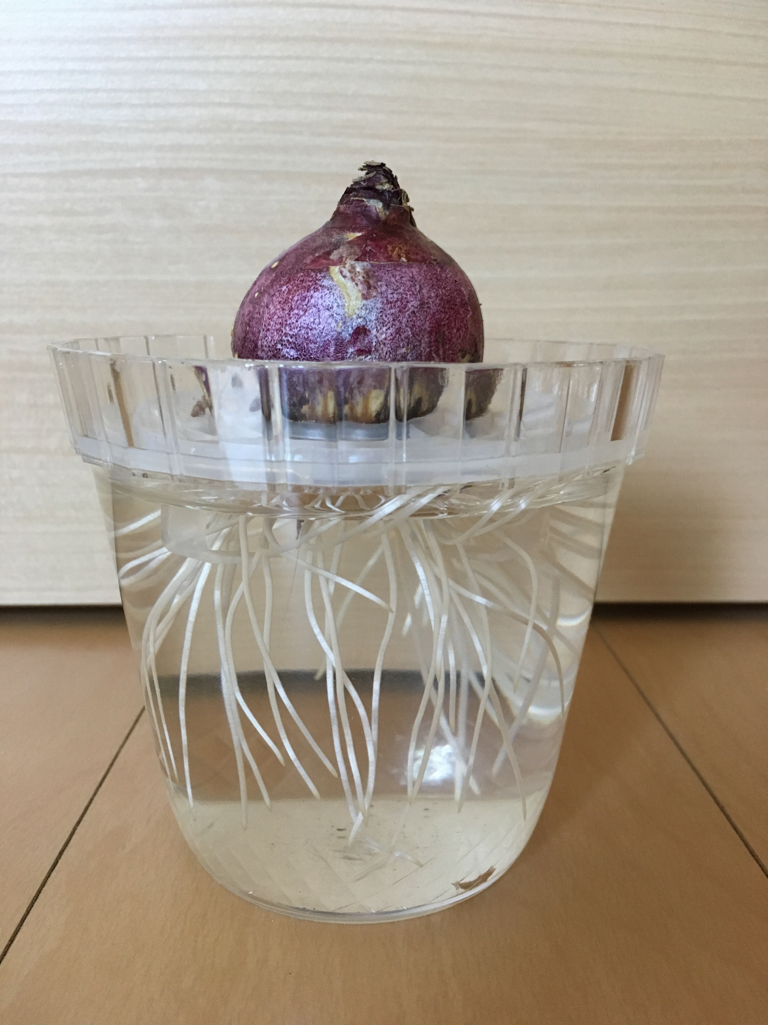今年もスタート ヒヤシンスの水栽培シーズン 春までじっくり親子で楽しめるのでオススメです 滋賀のママがイベント 育児 遊び 学びを発信 シガマンマ ピースマム