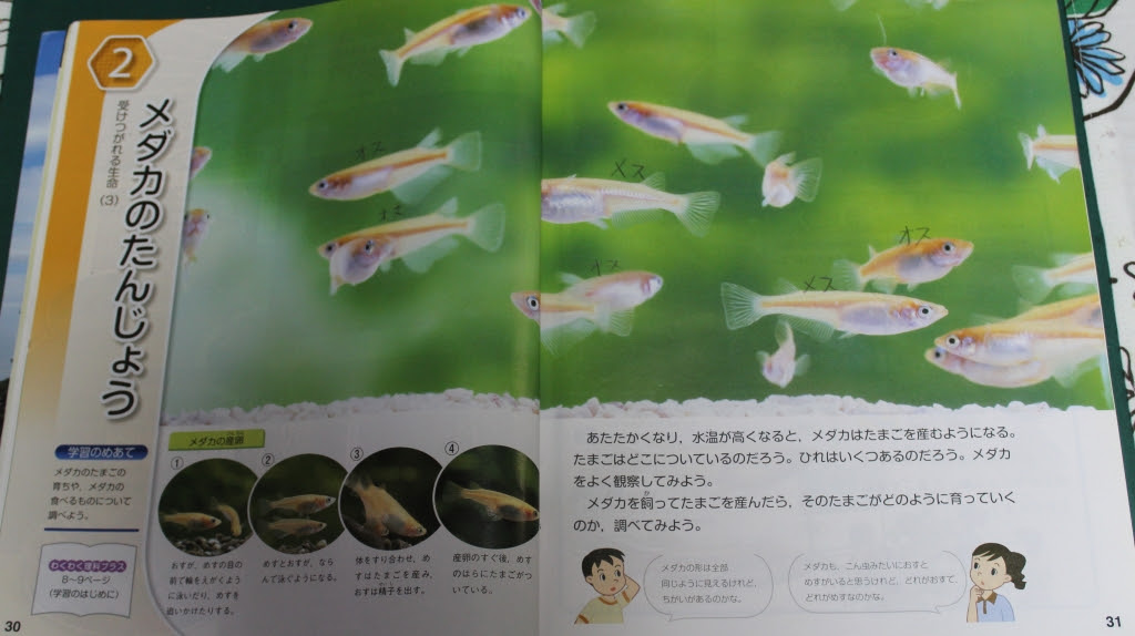 わくわく理科 ５年生の教科書から めだかハウスきらら