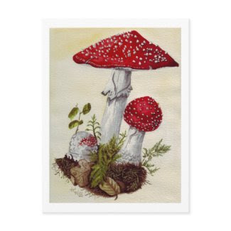 Toadstool postcard