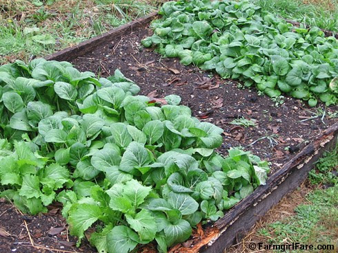 Bed of Asian greens on 10-17-06