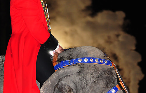 Elephant Parade in Copenhagen