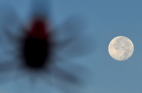 Beautiful Moon, Obnoxious Spider