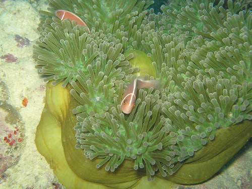 Pink anemone fish