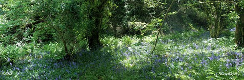 Bluebell Valley by Stocker Images