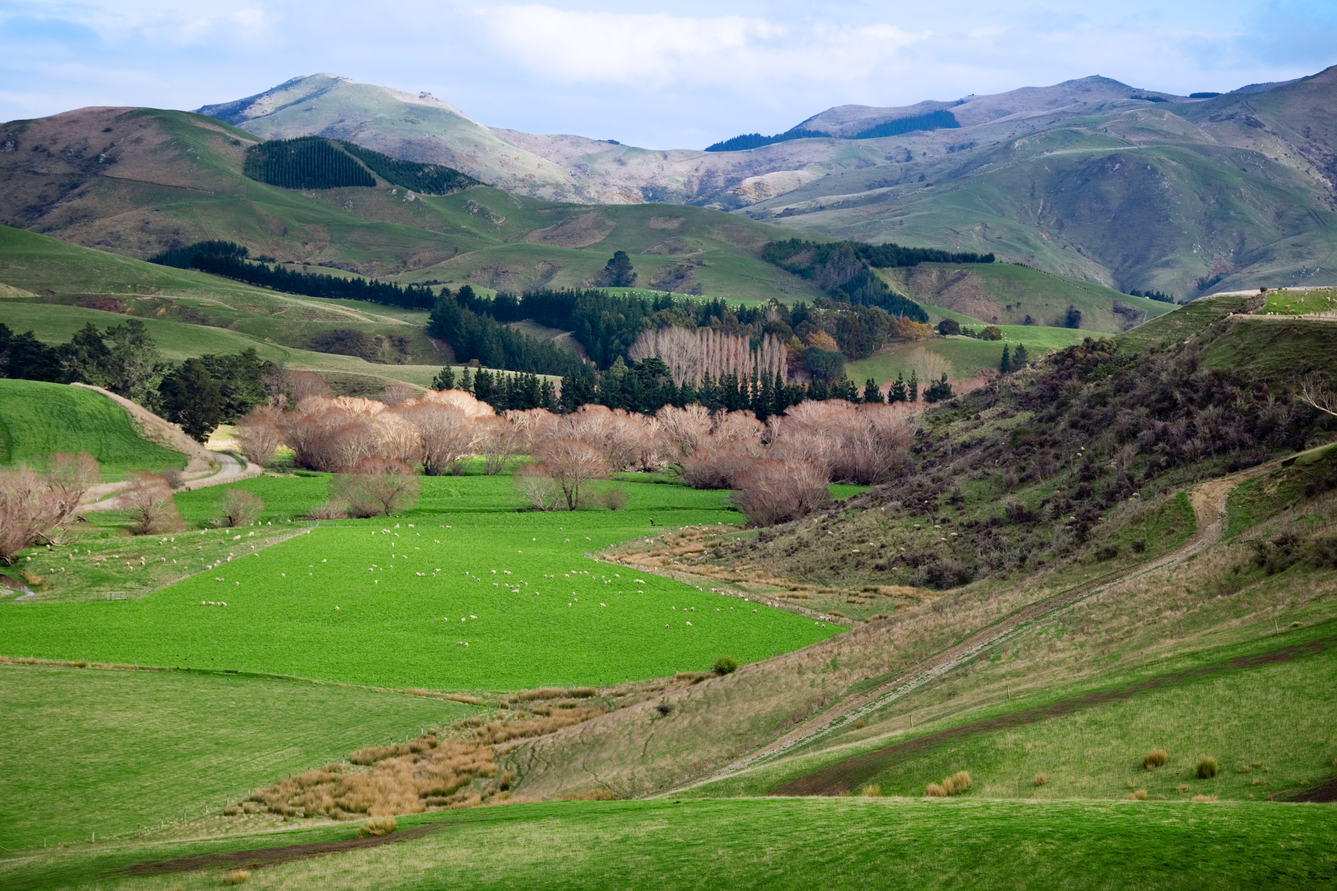Description New Zealand - Rural landscape - 9758.jpg