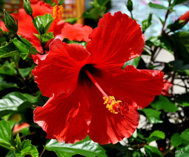  Hoa dâm bụt cho son có màu đỏ tươi 