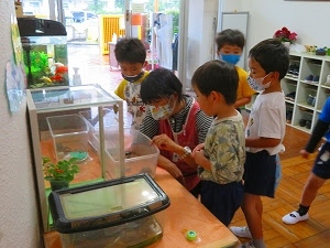 ツマグロヒョウモン 羽化しました 学校法人 西武学園