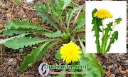 49+ Daun Dandelion Atau Randa Tapak, Trend Terbaru!