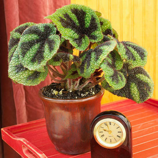 Iron-cross begonia