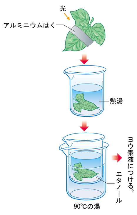 中学理科 光合成に必要なものは Merixグループの公式ブログ