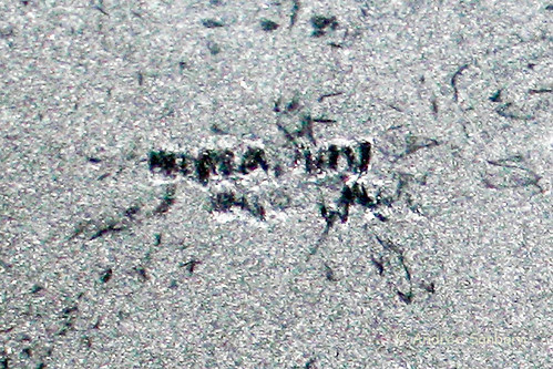 Ladybug trails in construction dust (3 of 7).jpg