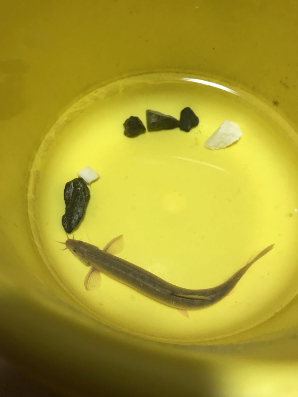 ドジョウの飼い方 生命力強すぎ バケツで飼育してみた