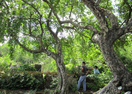 Toàn cảnh khu mộ cổ và hai cây thị. Ảnh: An ninh thế giới.