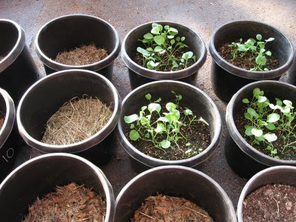 30 gallon pots. The grass