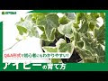 アイビー 壁 這わせ方 341831-アイビー 壁 這わせ方