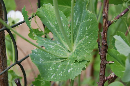 Pea leaf aberrations