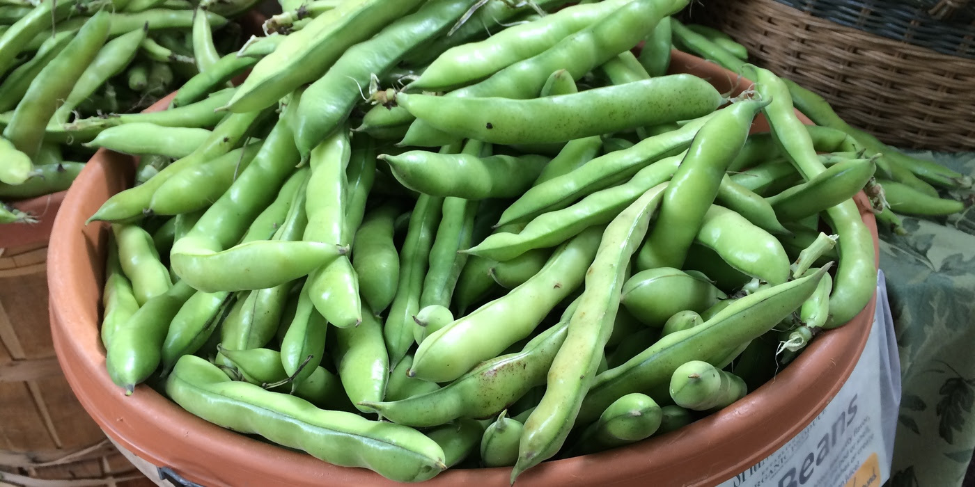 イタリアのそら豆 ファーベの栽培方法 イタリア野菜 西洋野菜通販 アトラクティーボ