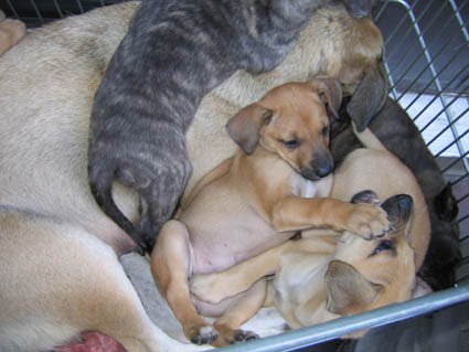 pups2.jpg