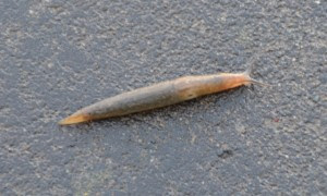 ナメクジ どこから出て来るの 普段どこにいるのか お役立ちなんでも情報局