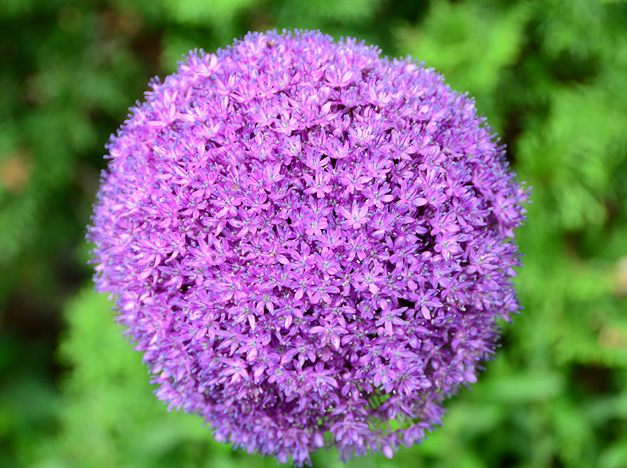 袁晓辉rita 春天開花球莖花