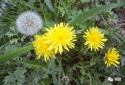 菊科花朵的组成秘密