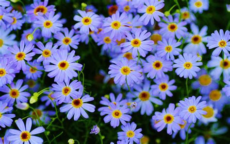 You can put a 5 gallon bucket upside down over your plant and then fill the wall . Marguerite daisy Plants Blue flowers macro photography