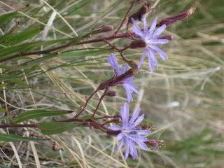 flowers1