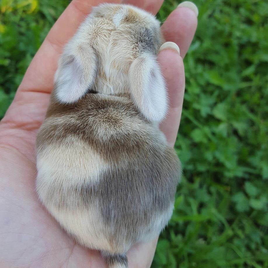 ノッティンガム大学の かわいいうさぎはなぜかわいいのか 調査をしたところ ふわふわに見える 柔らかく見える イメージ通りのうさぎ はかわいい と感じるそうです そんな事より手乗りうさぎが可愛い過ぎる 話題の画像がわかるサイト
