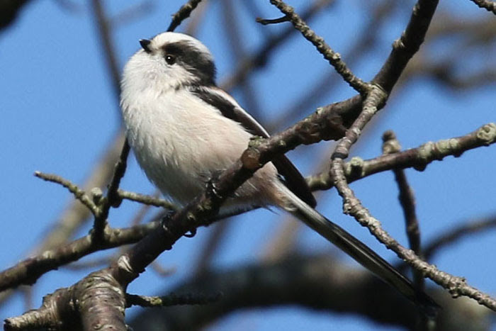 野鳥シリーズ50 エナガ あきた森づくり活動サポートセンター