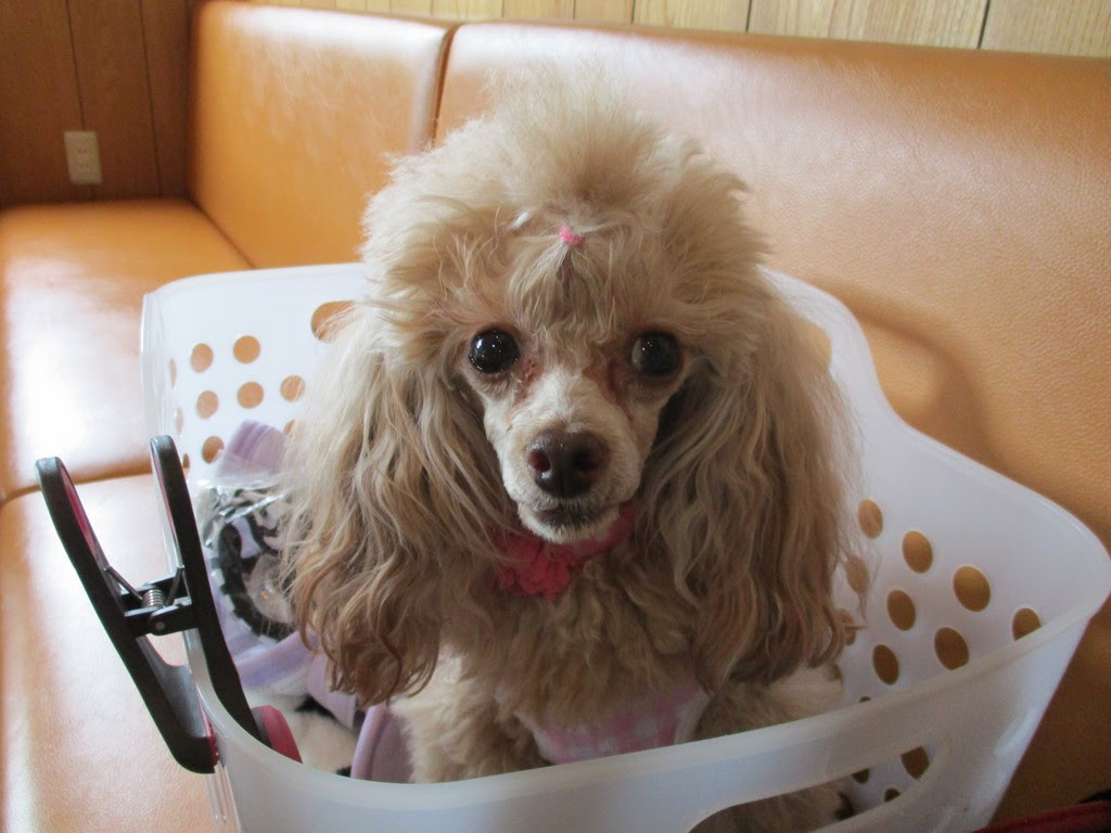 Poodle Poodle Piano のお部屋