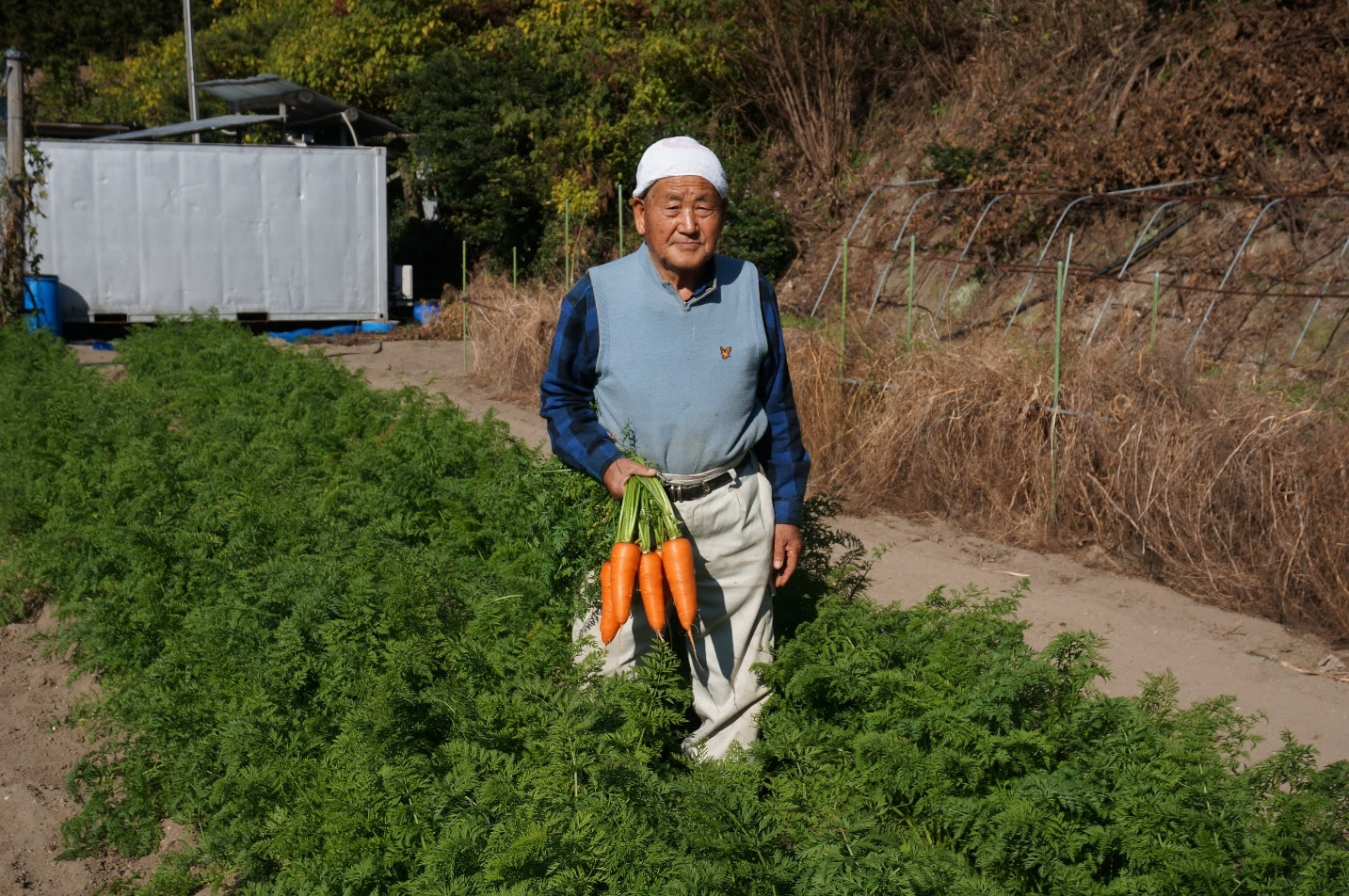 セイショー式 農法 のニンジン栽培の紹介