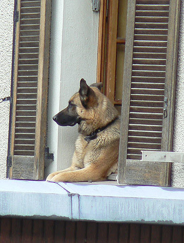 un chien à sa fenêtre.jpg