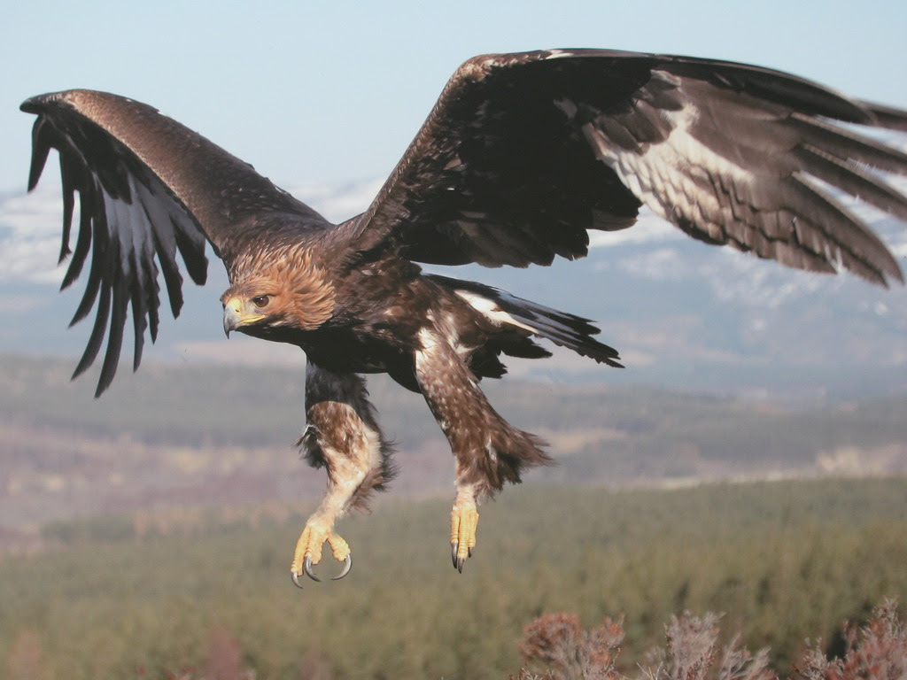 Beautiful Golden Eagle In Flight Golden Eagles Wallpaper Beautiful Golden Eagle In Flight Golden Eagles Wallpaper