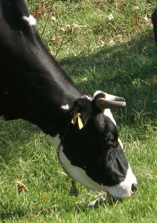 http://i493.photobucket.com/albums/rr299/volan-sk/kravite4Large.jpg?t=1233485928