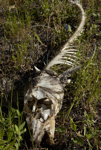Fish Skeleton