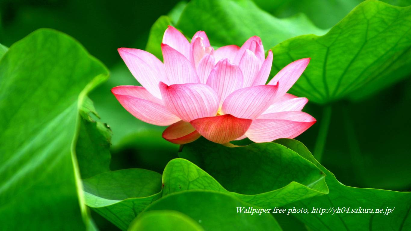 蓮の花 高画質 1366 768 デスクトップ無料壁紙