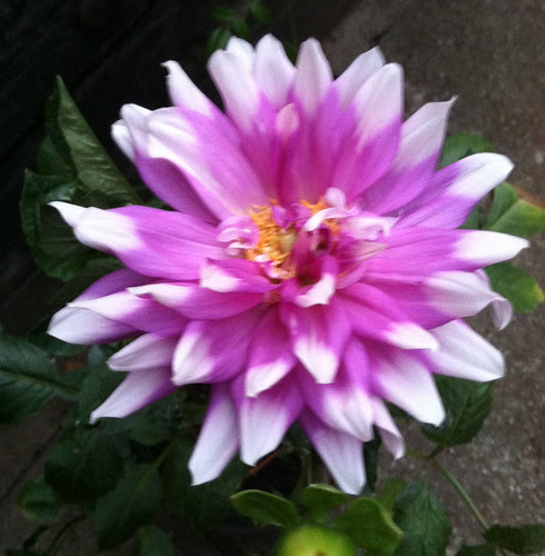 dahlia