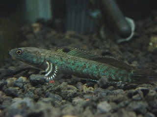 バーミーズタイガースネークヘッド 繁殖への道 Vol 1 導入編