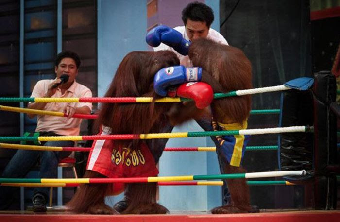 Kickboxing Orangutans in Thailand (14 pics)