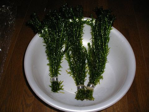 水草導入の仕方