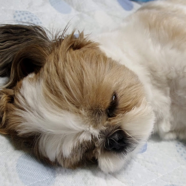 ムニュムニュ ｚｚｚ ぽんずブログ シーズー親子ぽんずとかぼすのほんわか日記
