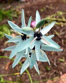 花 イキシア 4月4日の花と花言葉 イキシア 魅る魅るガーデニング