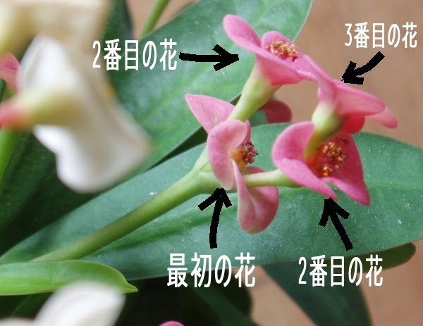 ただいま開発中です 花の中から花が咲いて その花の中からまた花が咲く現象