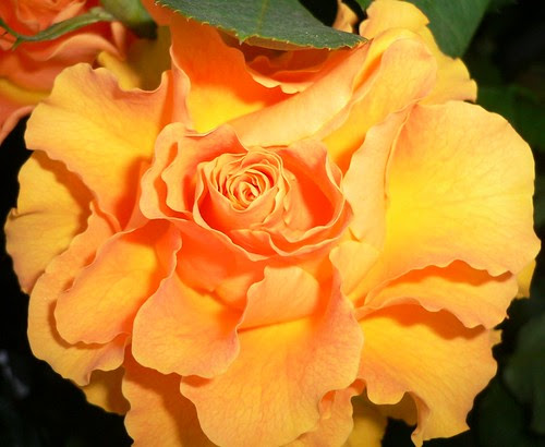 Good Morning from Italy