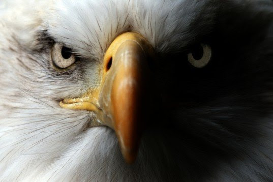 michigan, bald eagles, eagles, pollution, contaminated, pbdes, polybrominated diphenyl ethers, university of michigan, nil basu, journal of great lakes research