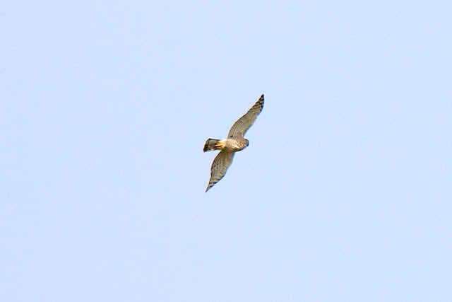 鳳頭蒼鷹