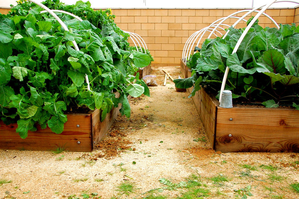 whoa! attack of the vegetables
