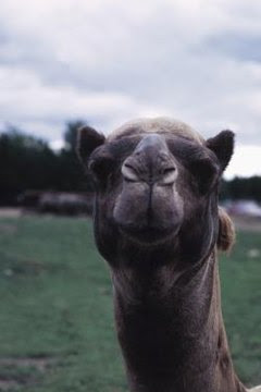 What Food Does a Camel Eat? | Animals - mom.me