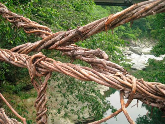Inilah 3 Jembatan Akar Pohon Paling Unik di Dunia