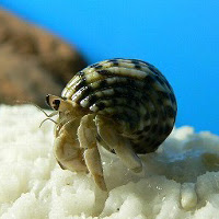 ヤドカリパーク オカヤドカリ専門店 オカヤドカリの飼育方法
